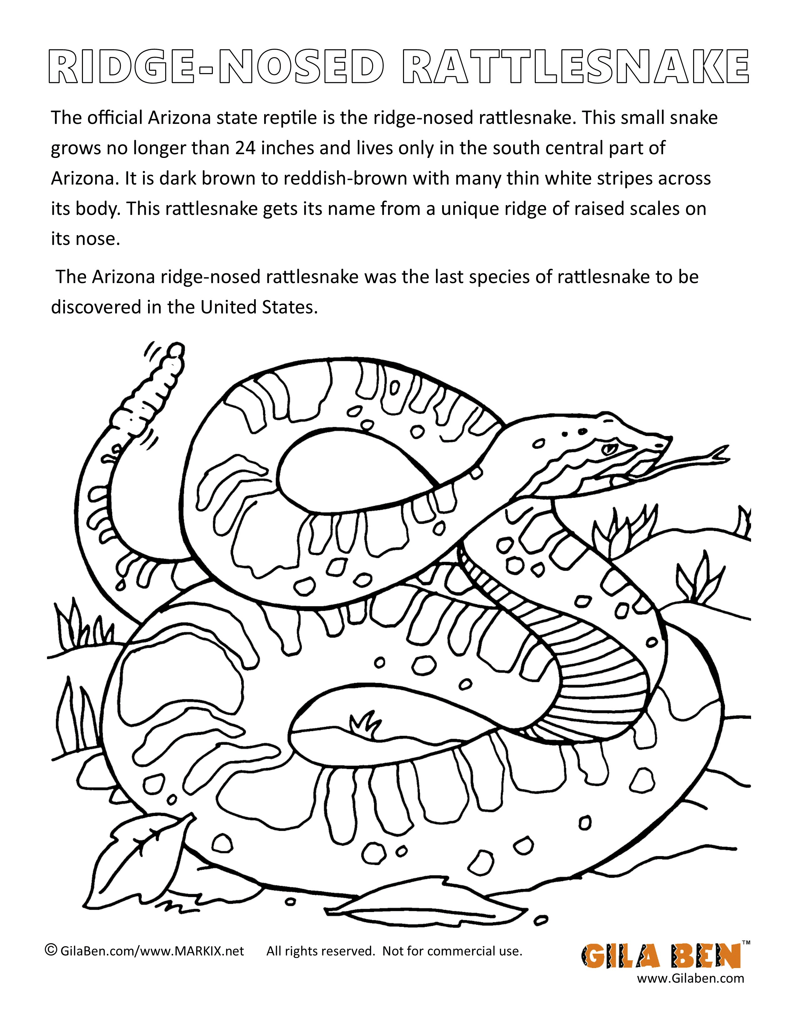 Arizona State Reptile: Ridge-nosed Rattlesnake Coloring Page