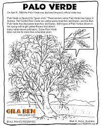 Arizona State Tree - coloring page thumbnail
