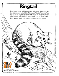 Ringtail Coloring Page