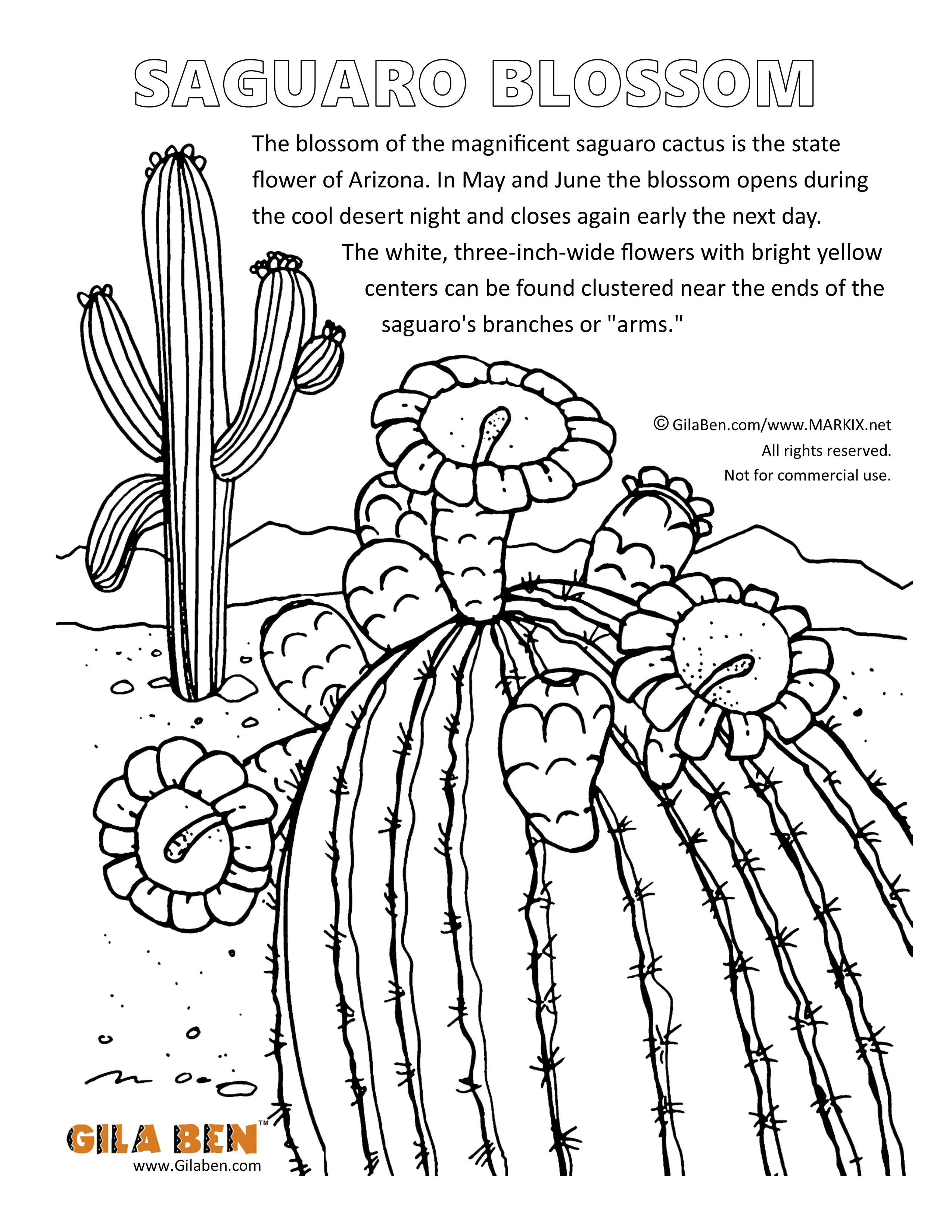 Saguaro Blossom Coloring Page Printout